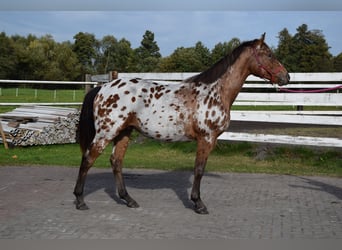 Caballo deportivo polaco, Caballo castrado, 2 años, 165 cm, Atigrado/Moteado