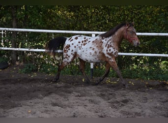 Caballo deportivo polaco, Caballo castrado, 2 años, 165 cm, Atigrado/Moteado