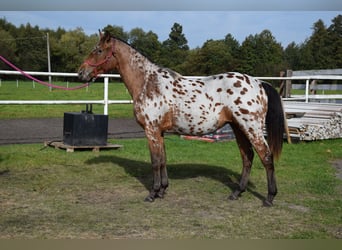 Caballo deportivo polaco, Caballo castrado, 2 años, 165 cm, Atigrado/Moteado