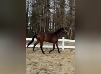 Caballo deportivo polaco, Caballo castrado, 3 años, 163 cm, Castaño