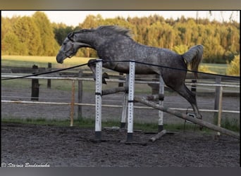 Caballo deportivo polaco, Caballo castrado, 3 años, 163 cm, Tordo rodado