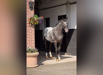 Caballo deportivo polaco, Caballo castrado, 3 años, 164 cm, Atigrado/Moteado