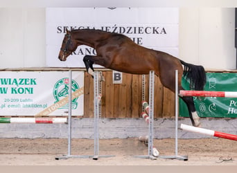 Caballo deportivo polaco, Caballo castrado, 3 años, 167 cm, Castaño