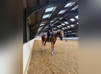 Caballo deportivo polaco, Caballo castrado, 3 años, 169 cm, Palomino