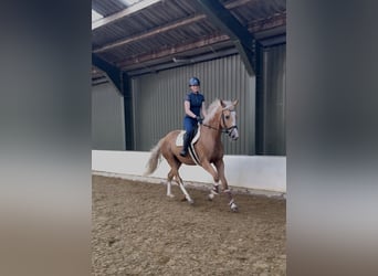 Caballo deportivo polaco, Caballo castrado, 3 años, 169 cm, Palomino