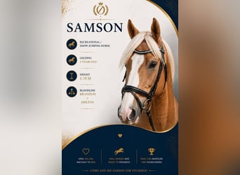 Caballo deportivo polaco Mestizo, Caballo castrado, 3 años, 169 cm, Palomino