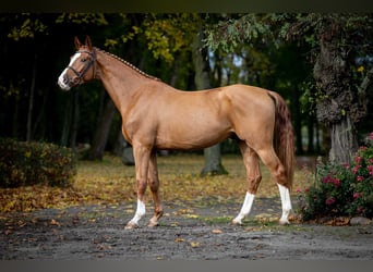 Caballo deportivo polaco, Caballo castrado, 3 años, Alazán