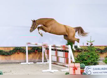 Caballo deportivo polaco, Caballo castrado, 3 años, Castaño