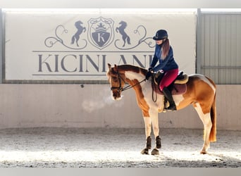 Caballo deportivo polaco, Caballo castrado, 4 años, 159 cm, Pío