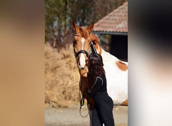 Caballo deportivo polaco, Caballo castrado, 4 años, 159 cm, Pío