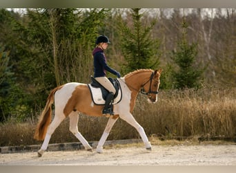 Caballo deportivo polaco, Caballo castrado, 4 años, 159 cm, Pío