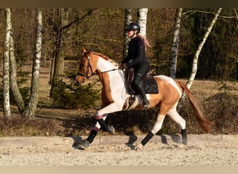 Caballo deportivo polaco, Caballo castrado, 4 años, 159 cm, Pío