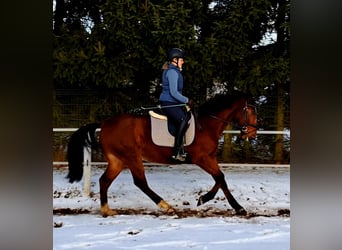 Caballo deportivo polaco, Caballo castrado, 4 años, 160 cm, Castaño