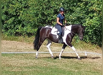 Caballo deportivo polaco, Caballo castrado, 4 años, 160 cm, Pío