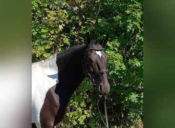 Caballo deportivo polaco, Caballo castrado, 4 años, 160 cm, Pío