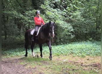 Caballo deportivo polaco, Caballo castrado, 4 años, 166 cm, Negro