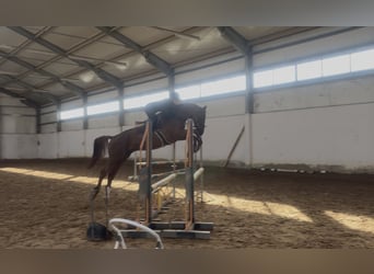 Caballo deportivo polaco, Caballo castrado, 4 años, 167 cm, Alazán