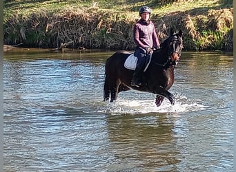 Caballo deportivo polaco, Caballo castrado, 4 años, 170 cm, Castaño