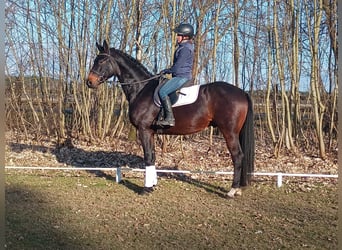 Caballo deportivo polaco, Caballo castrado, 4 años, 170 cm, Castaño oscuro