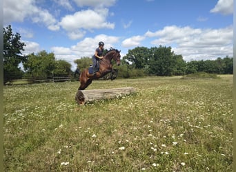 Caballo deportivo polaco, Caballo castrado, 4 años, 170 cm, Castaño rojizo