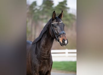 Caballo deportivo polaco, Caballo castrado, 4 años, 172 cm, Castaño