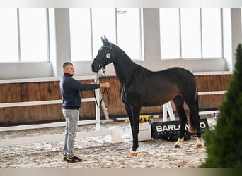 Caballo deportivo polaco, Caballo castrado, 4 años, 172 cm, Castaño