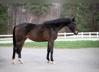 Caballo deportivo polaco, Caballo castrado, 4 años, 172 cm, Castaño