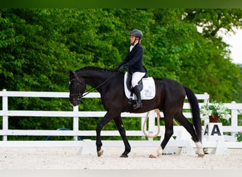 Caballo deportivo polaco, Caballo castrado, 4 años, 174 cm, Negro