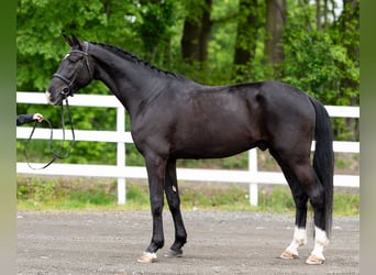 Caballo deportivo polaco, Caballo castrado, 4 años, 174 cm, Negro