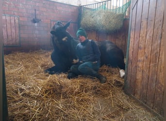 Caballo deportivo polaco, Caballo castrado, 4 años, 174 cm, Negro