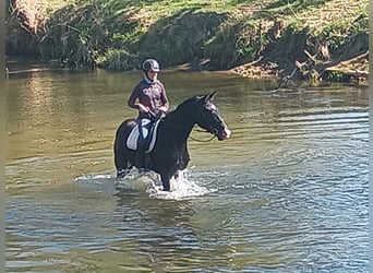 Caballo deportivo polaco, Caballo castrado, 4 años, 174 cm, Negro