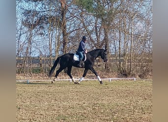 Caballo deportivo polaco, Caballo castrado, 4 años, 174 cm, Negro