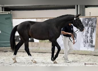 Caballo deportivo polaco, Caballo castrado, 4 años, 174 cm, Negro