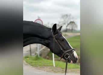 Caballo deportivo polaco, Caballo castrado, 5 años, 162 cm, Pío