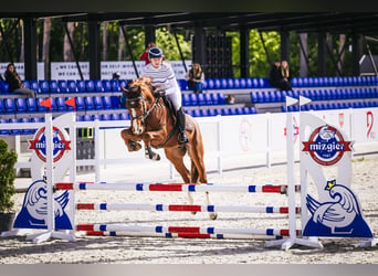 Caballo deportivo polaco, Caballo castrado, 5 años, 164 cm, Alazán