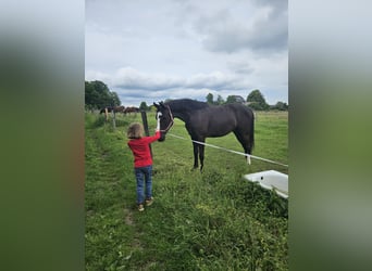 Caballo deportivo polaco, Caballo castrado, 5 años, 164 cm, Negro