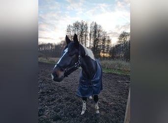 Caballo deportivo polaco, Caballo castrado, 5 años, 165 cm, Pío