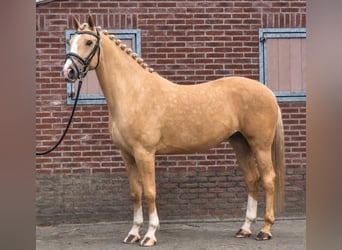 Caballo deportivo polaco, Caballo castrado, 5 años, 170 cm, Palomino