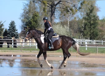 Caballo deportivo polaco, Caballo castrado, 5 años, 170 cm, Pío