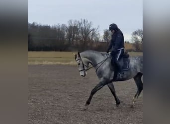 Caballo deportivo polaco, Caballo castrado, 5 años, 170 cm, Tordo rodado