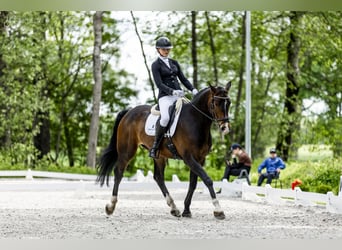 Caballo deportivo polaco, Caballo castrado, 5 años, 172 cm, Castaño oscuro