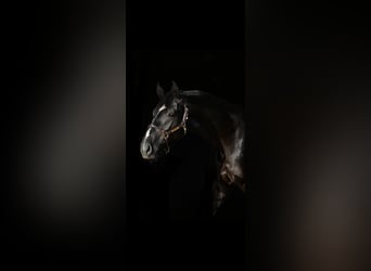Caballo deportivo polaco, Caballo castrado, 5 años, 172 cm, Negro