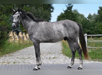 Caballo deportivo polaco, Caballo castrado, 5 años, 174 cm, Tordo