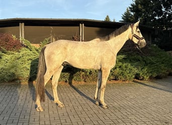 Caballo deportivo polaco, Caballo castrado, 5 años, 175 cm, Tordo