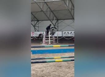 Caballo deportivo polaco, Caballo castrado, 5 años, Tordo