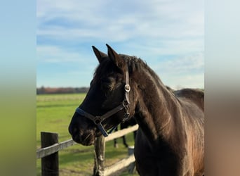 Caballo deportivo polaco, Caballo castrado, 6 años, 160 cm, Negro