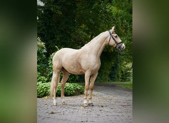 Caballo deportivo polaco, Caballo castrado, 6 años, 164 cm, Palomino