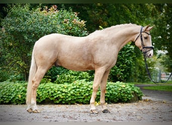 Caballo deportivo polaco, Caballo castrado, 6 años, 164 cm, Palomino