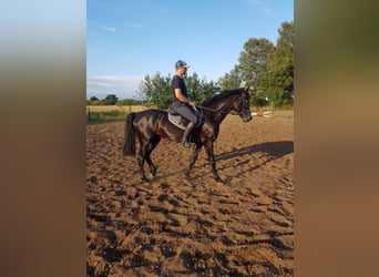 Caballo deportivo polaco, Caballo castrado, 6 años, 165 cm, Castaño oscuro