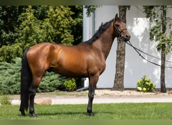 Caballo deportivo polaco, Caballo castrado, 6 años, 168 cm, Castaño